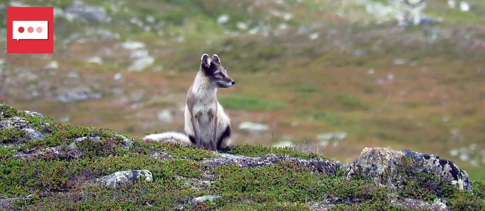 Fjällräv sitter på en grönklädd sluttning i fjällmiljö.