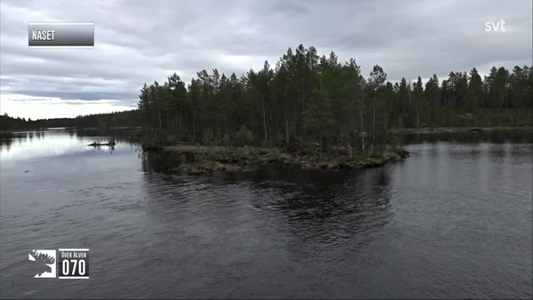 Den stora älgvandringen
